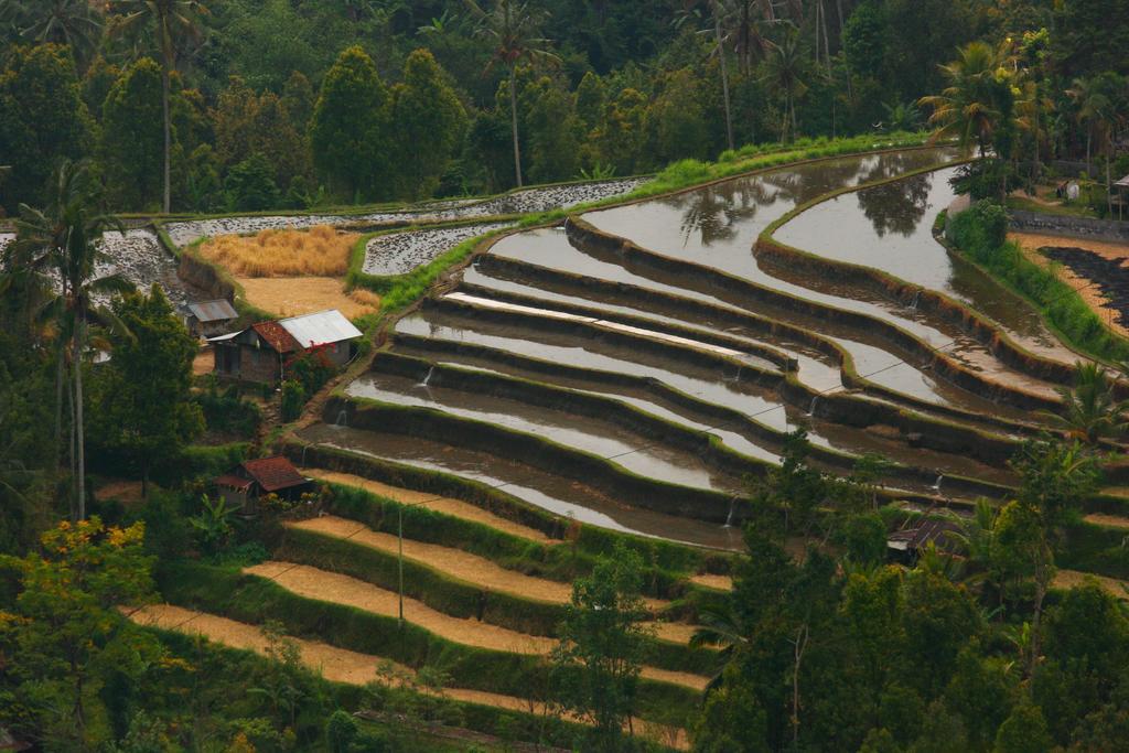 Puri Alam Bali Ξενοδοχείο Munduk Εξωτερικό φωτογραφία